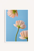 Esencia Floral