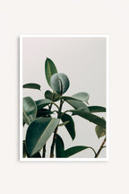 Silent Plant