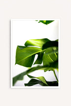 Greenery