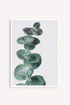 Eucalyptus Silver