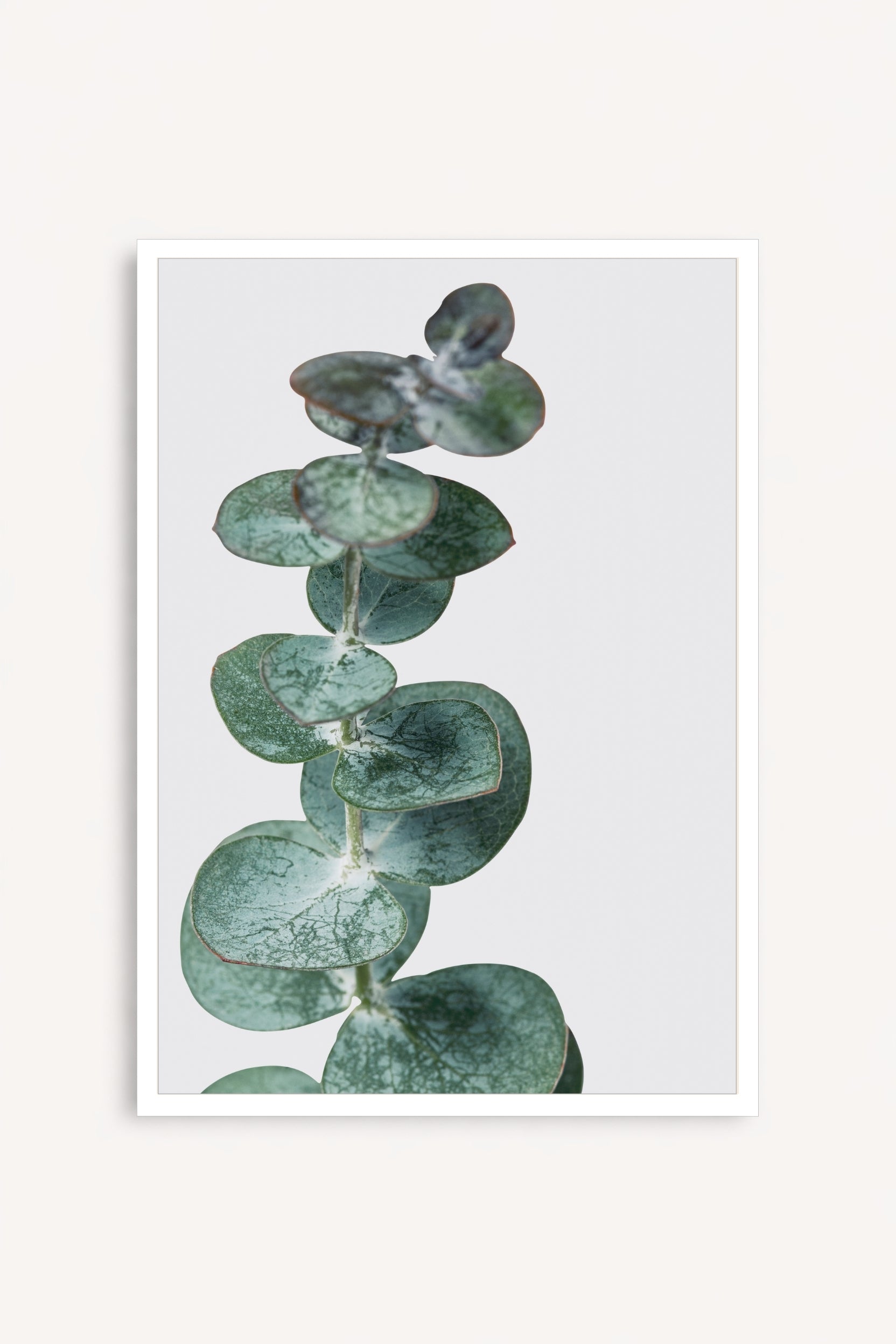 Eucalyptus Silver