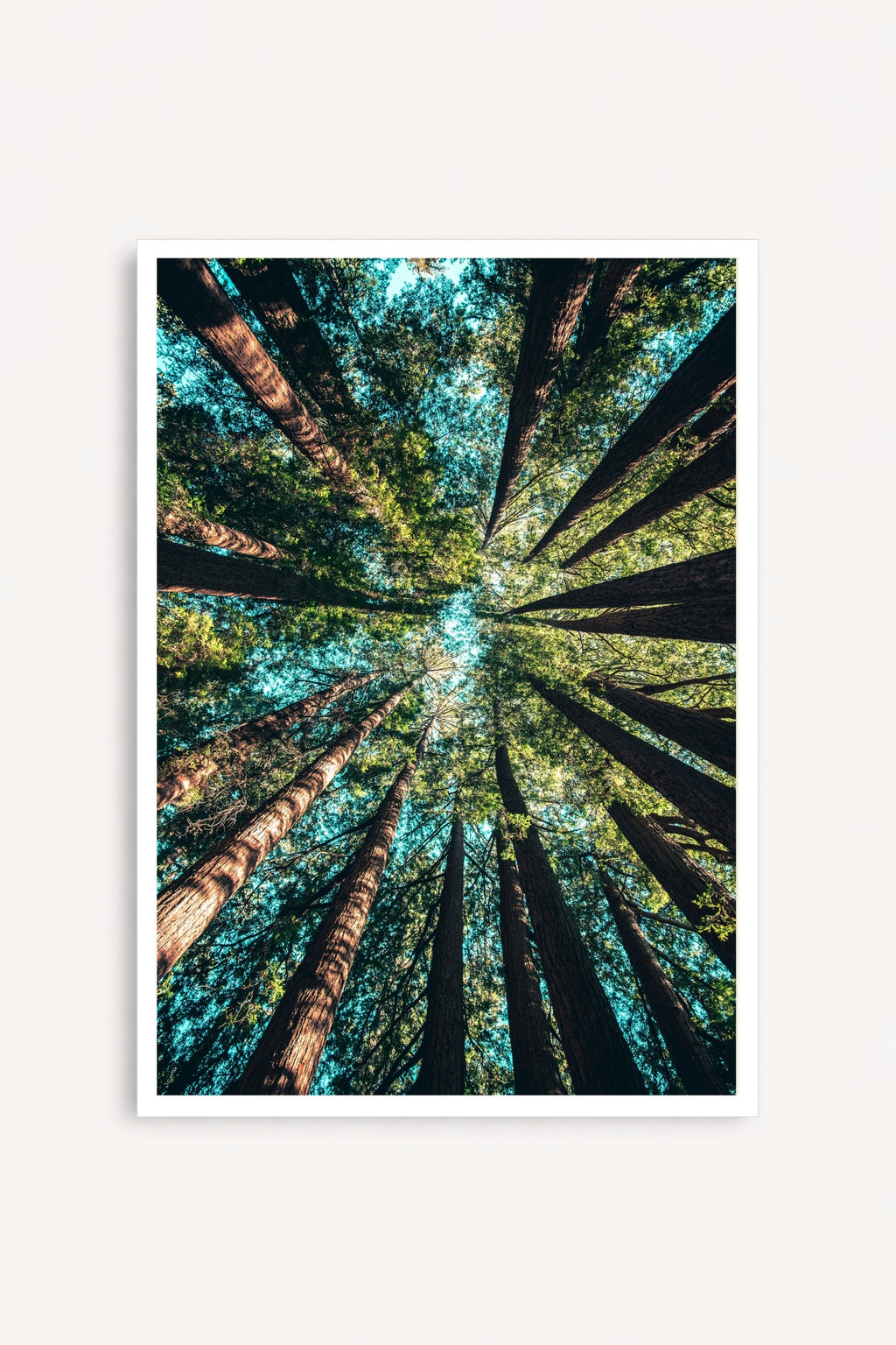 Bosque Contrapicado
