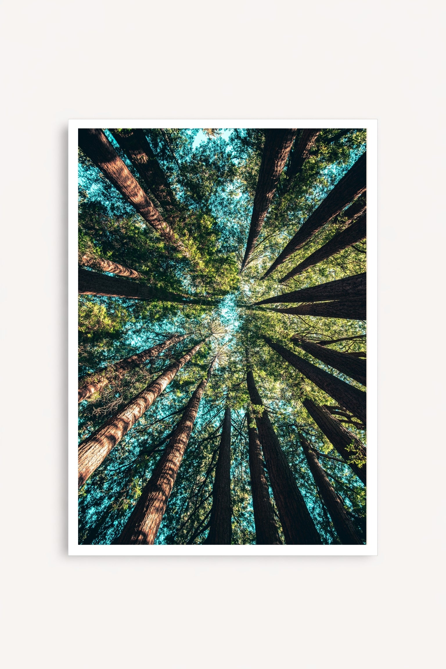 Bosque Contrapicado
