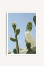 Opuntia