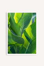 Leaves