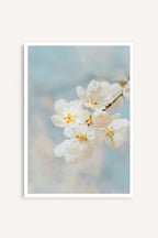 Blossom