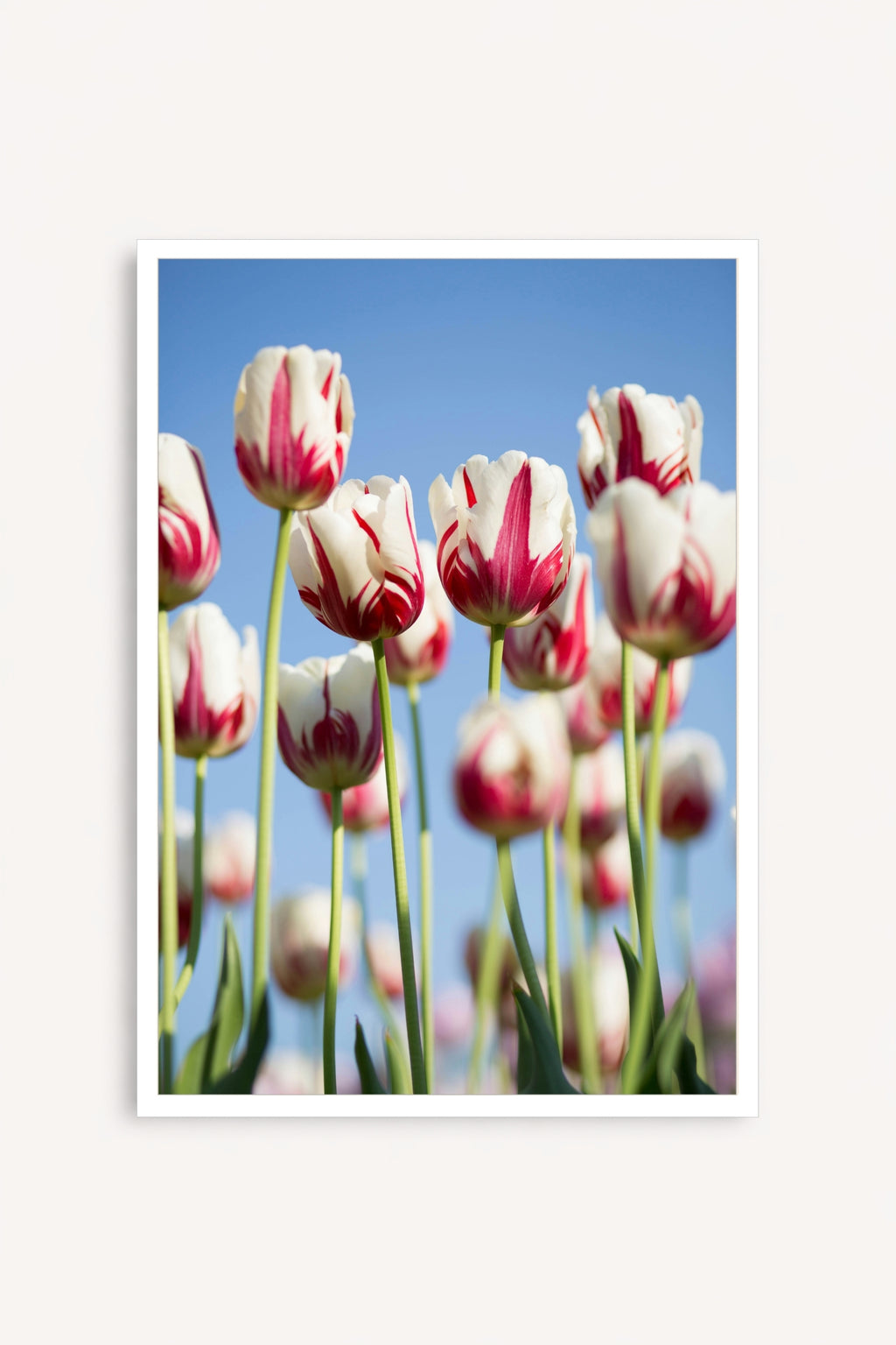 Tulipanes Bicolor