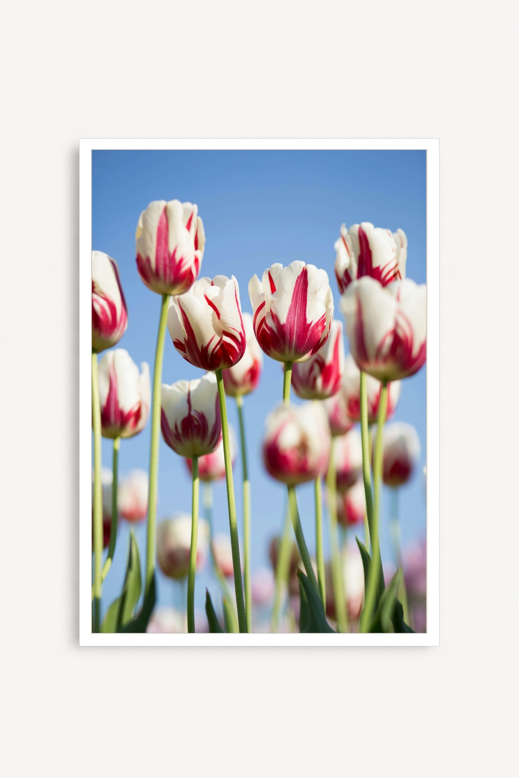 Tulipanes Bicolor