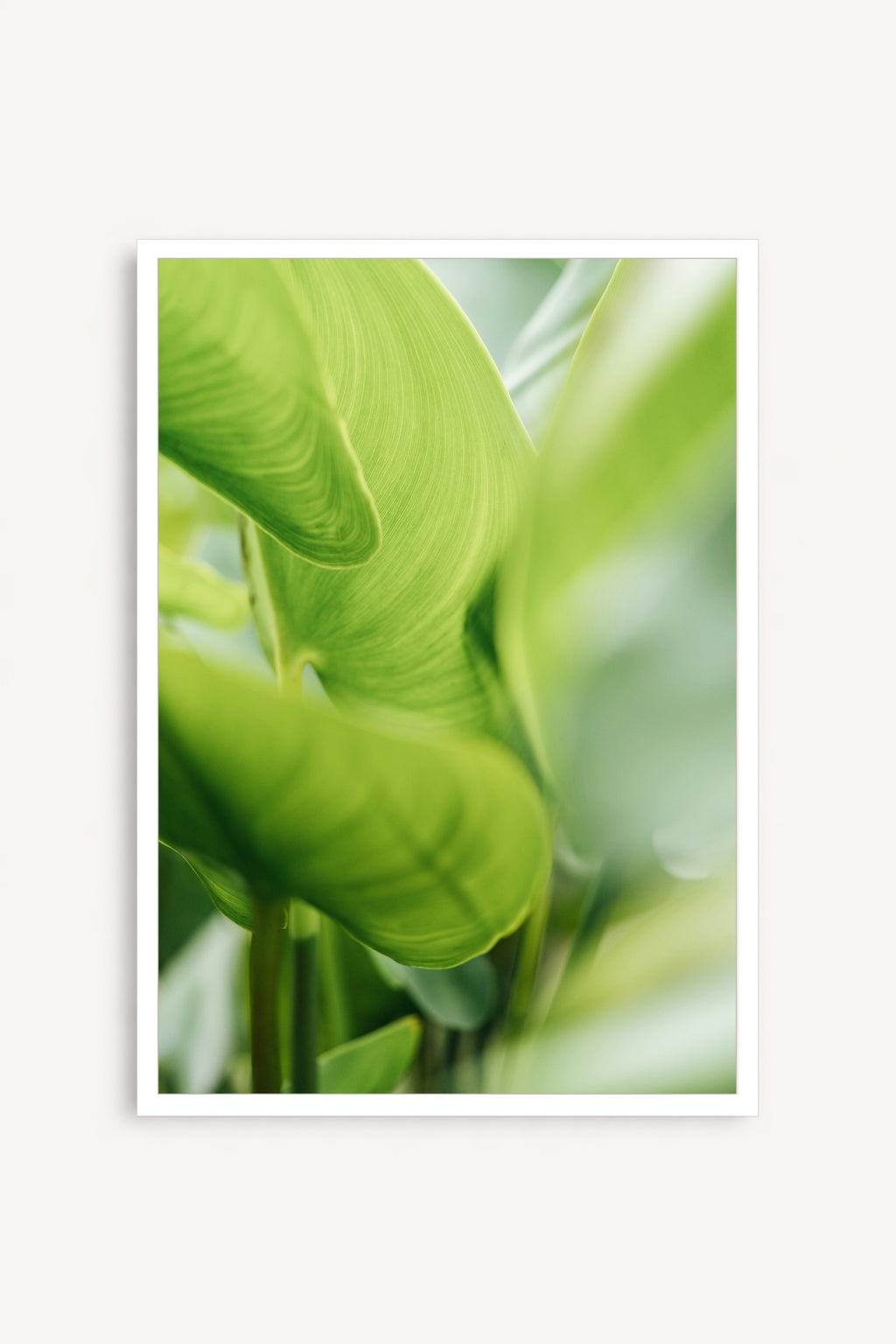 Calathea