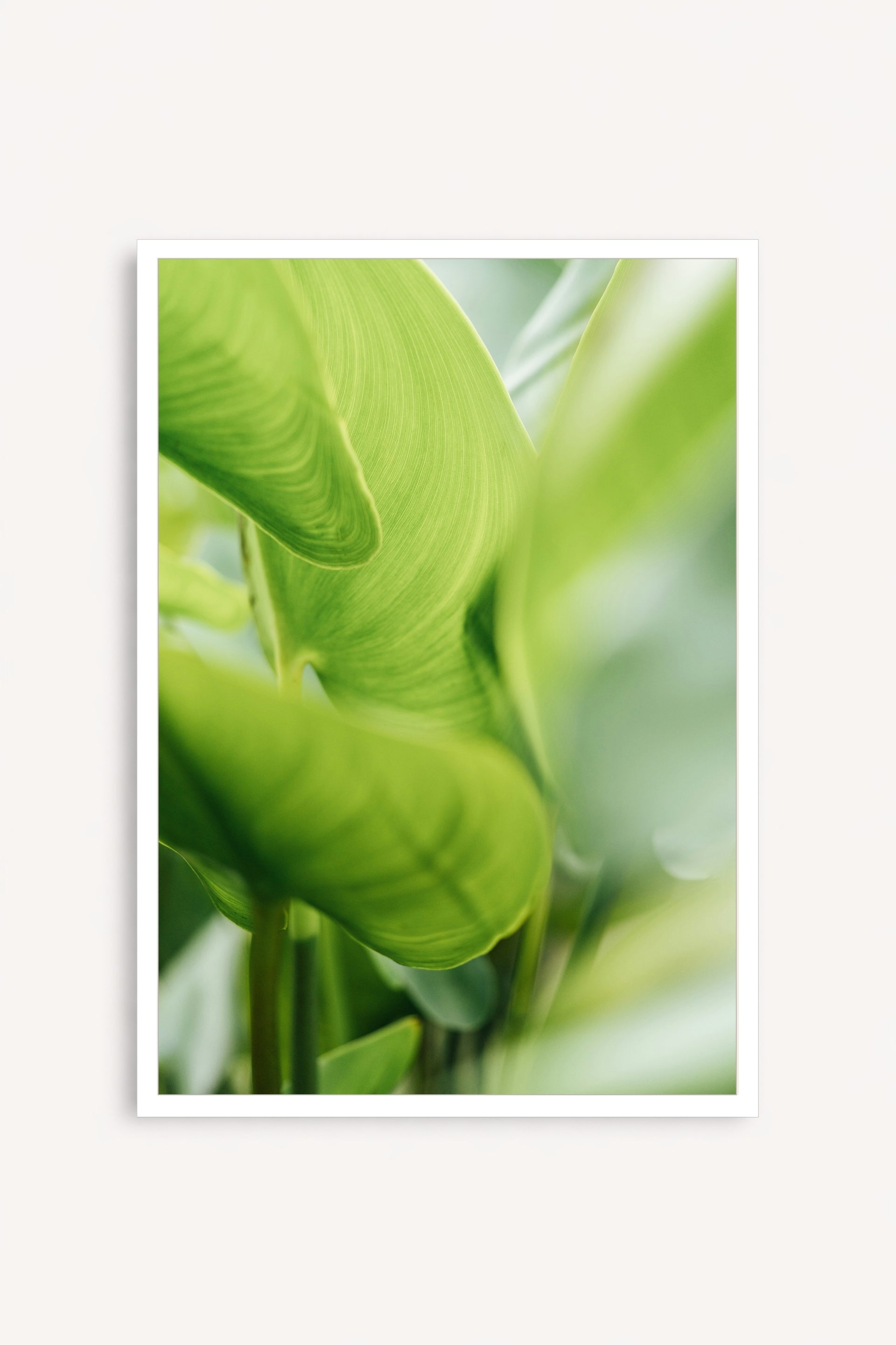 Calathea
