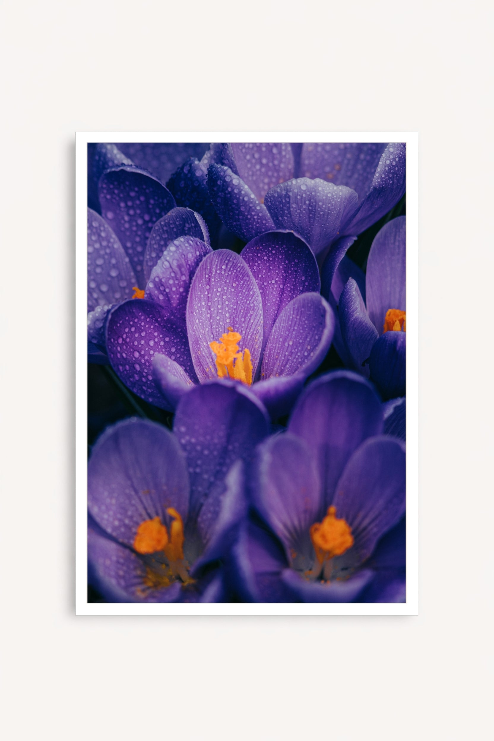 Flores Moradas