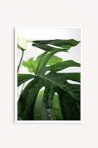 Hoja de Selva