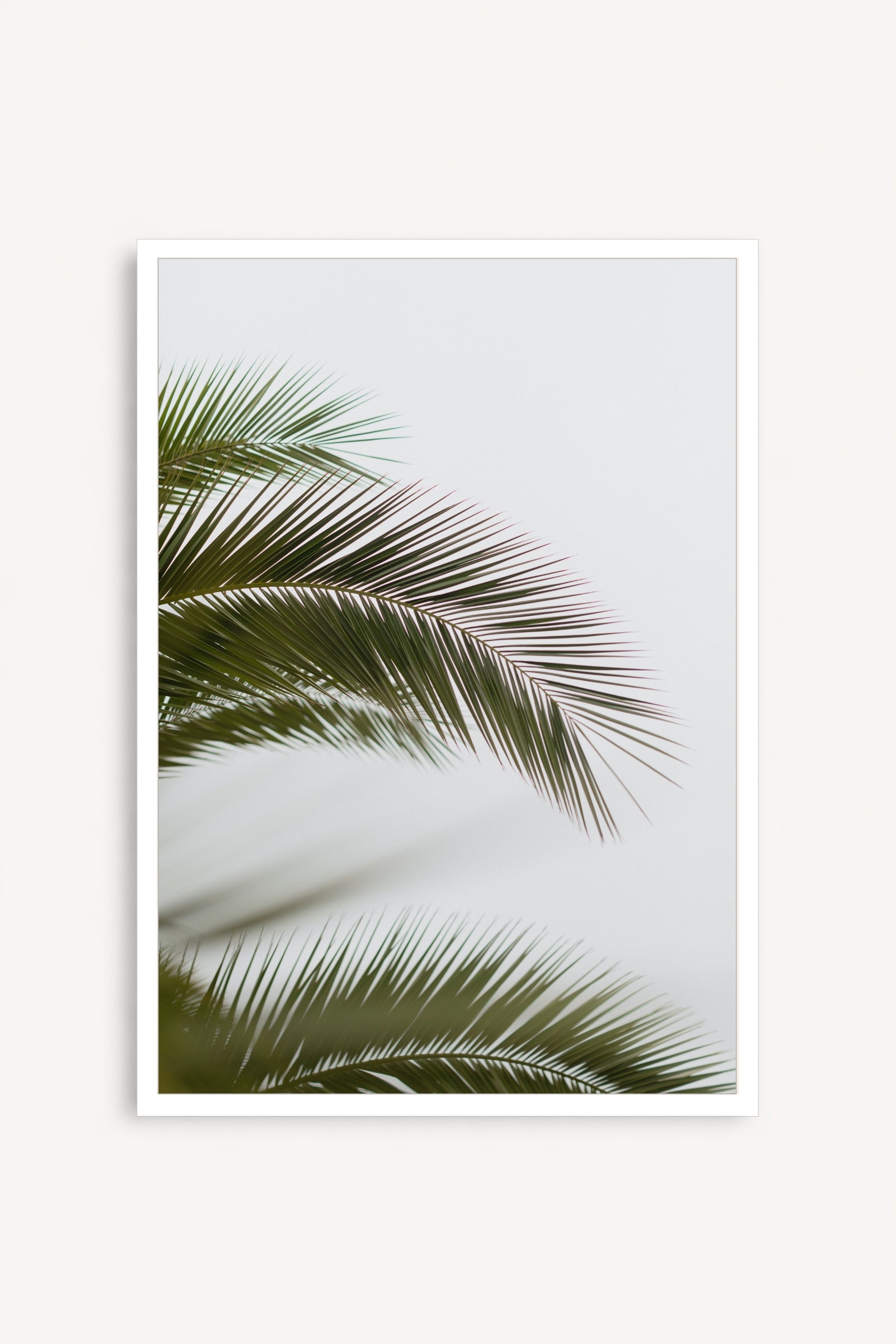 Hojas de palmera