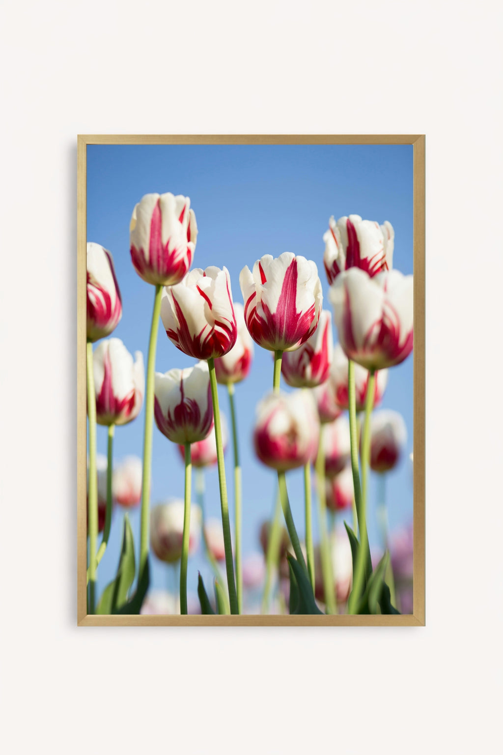 Tulipanes Bicolor