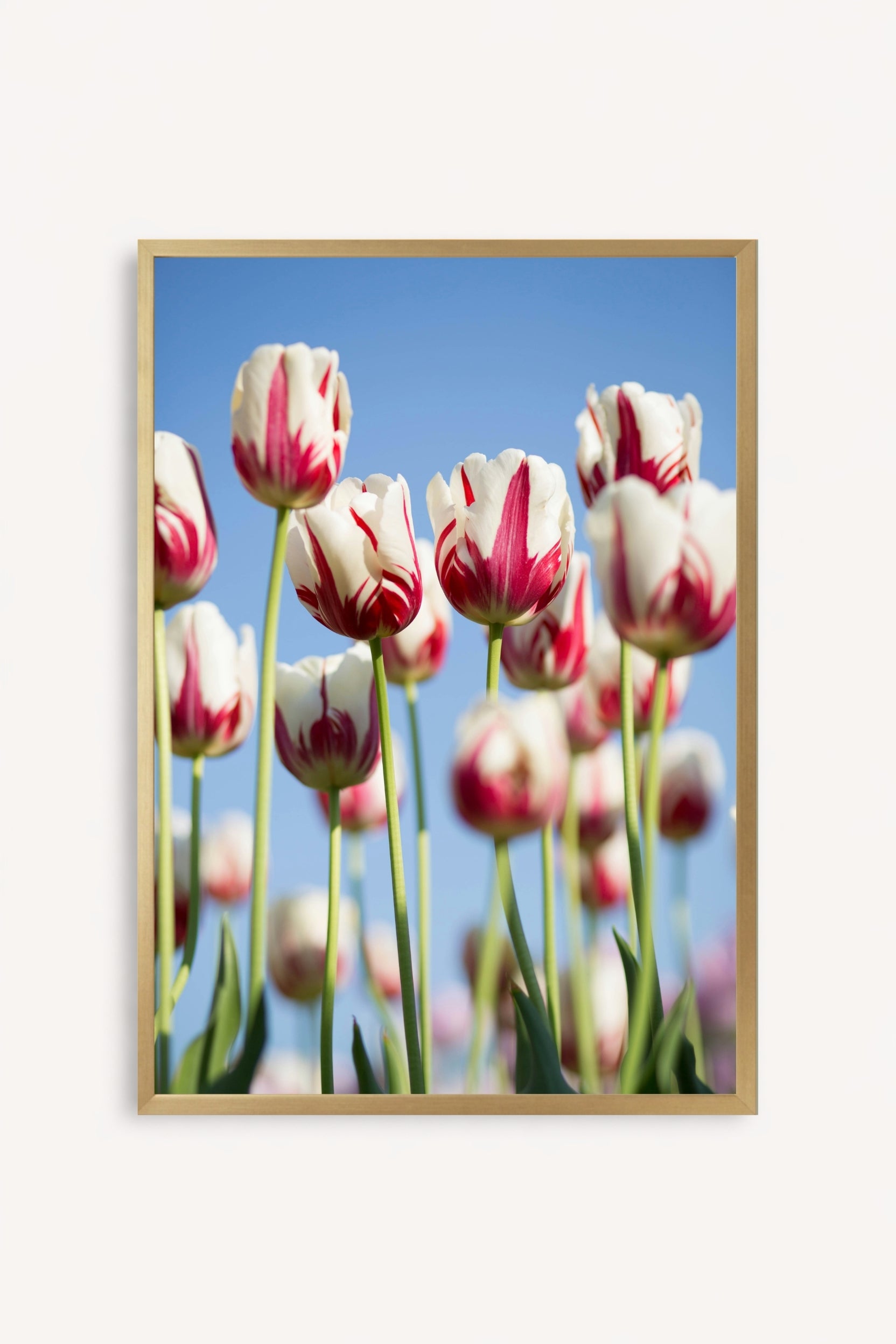 Tulipanes Bicolor