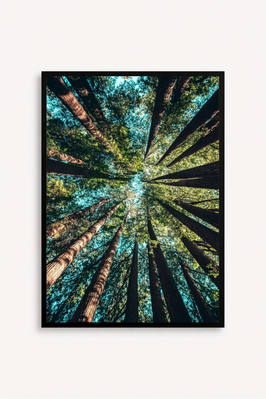 Bosque Contrapicado
