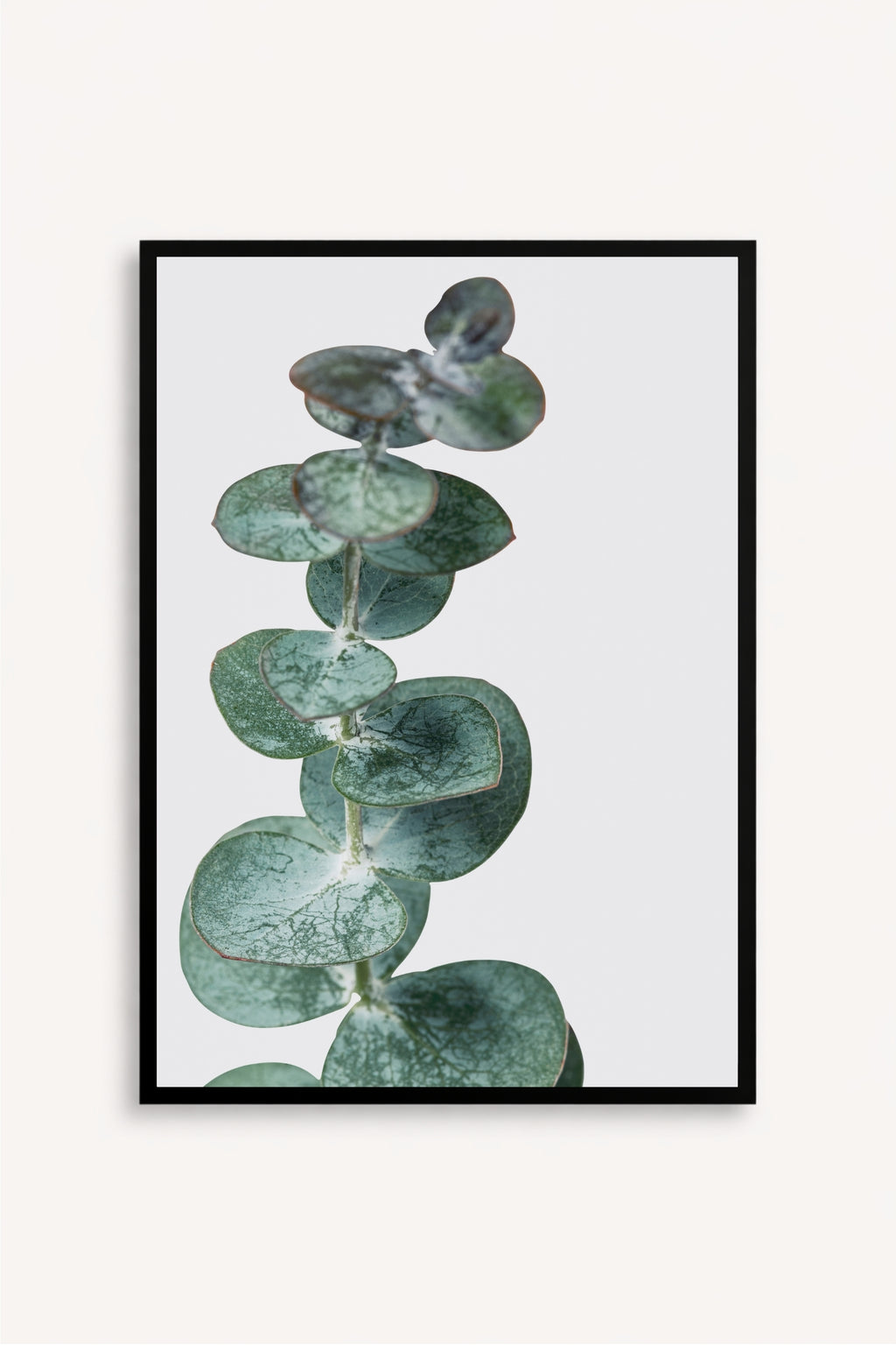Eucalyptus Silver