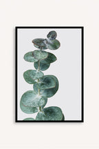 Eucalyptus Silver