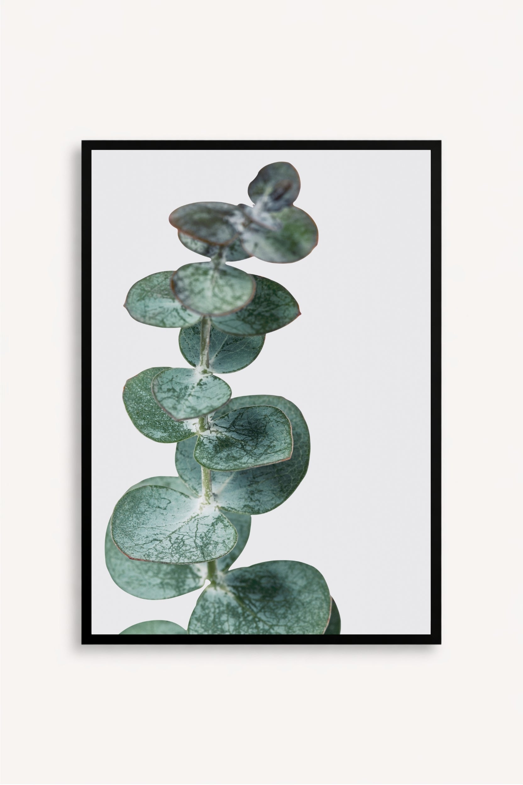 Eucalyptus Silver