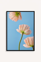 Esencia Floral
