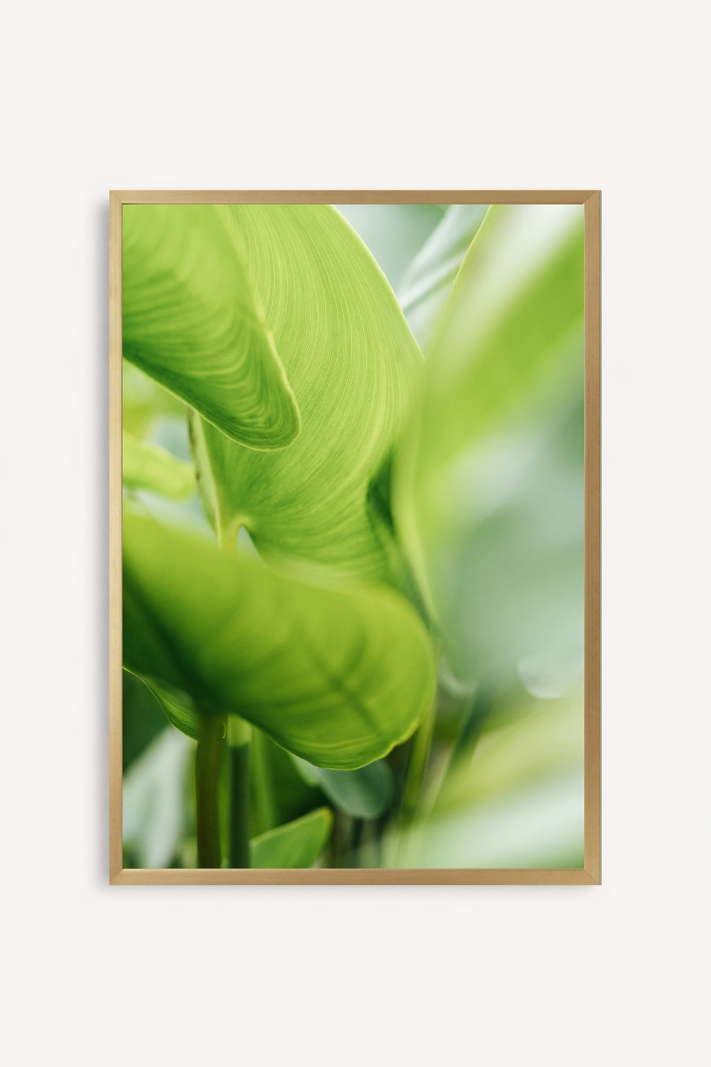 Calathea