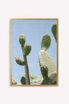 Opuntia