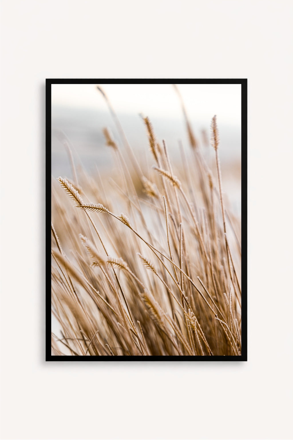 Trigos
