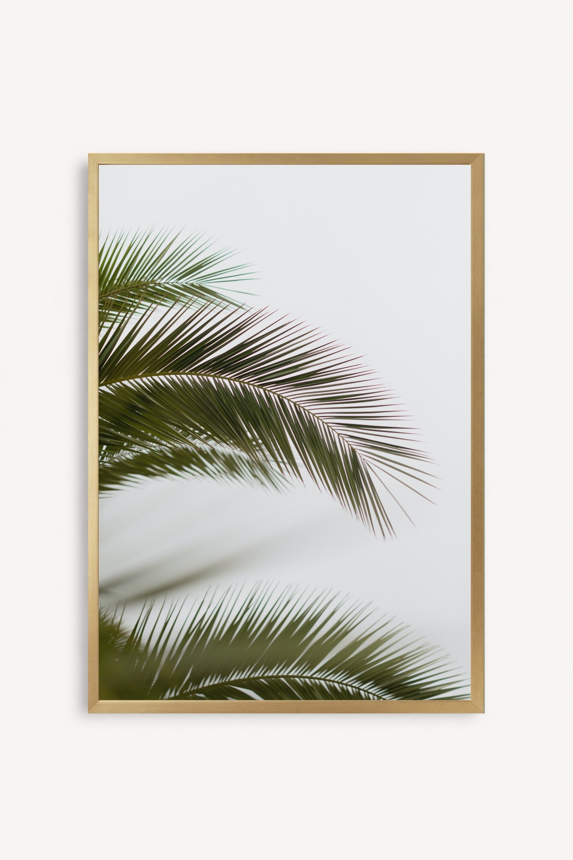 Hojas de palmera