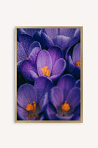 Flores Moradas