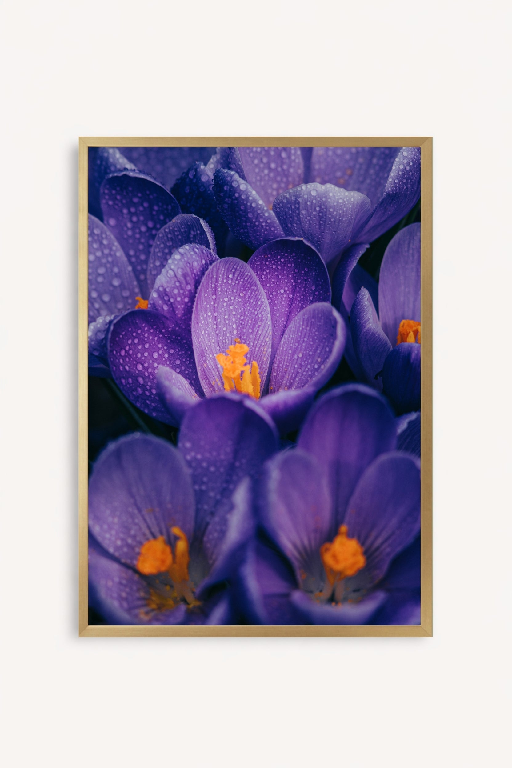 Flores Moradas