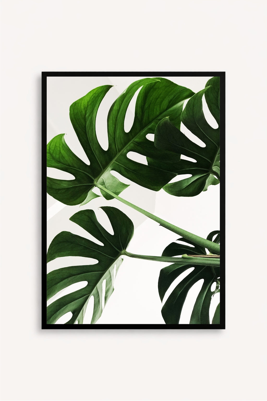 Monstera Viva