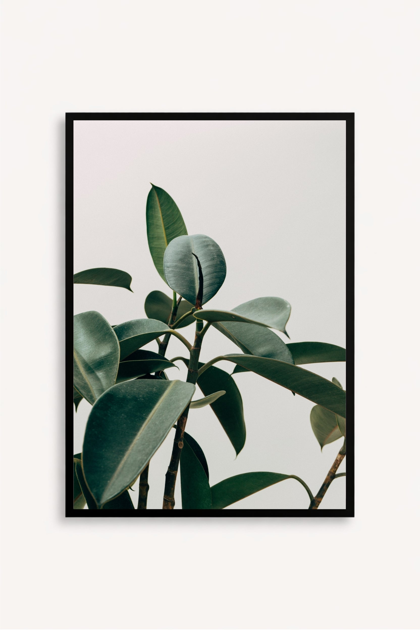 Silent Plant