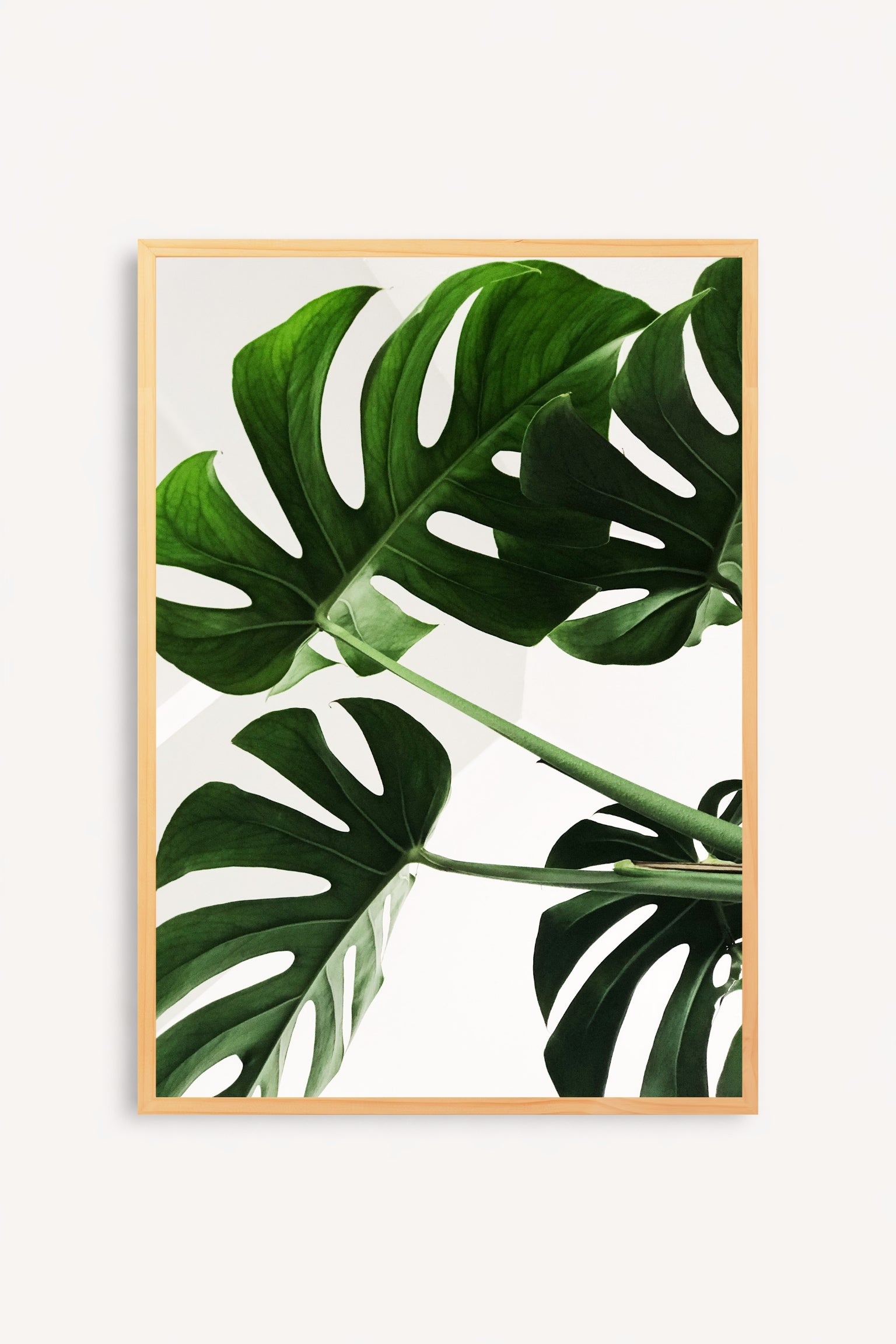 Monstera Viva