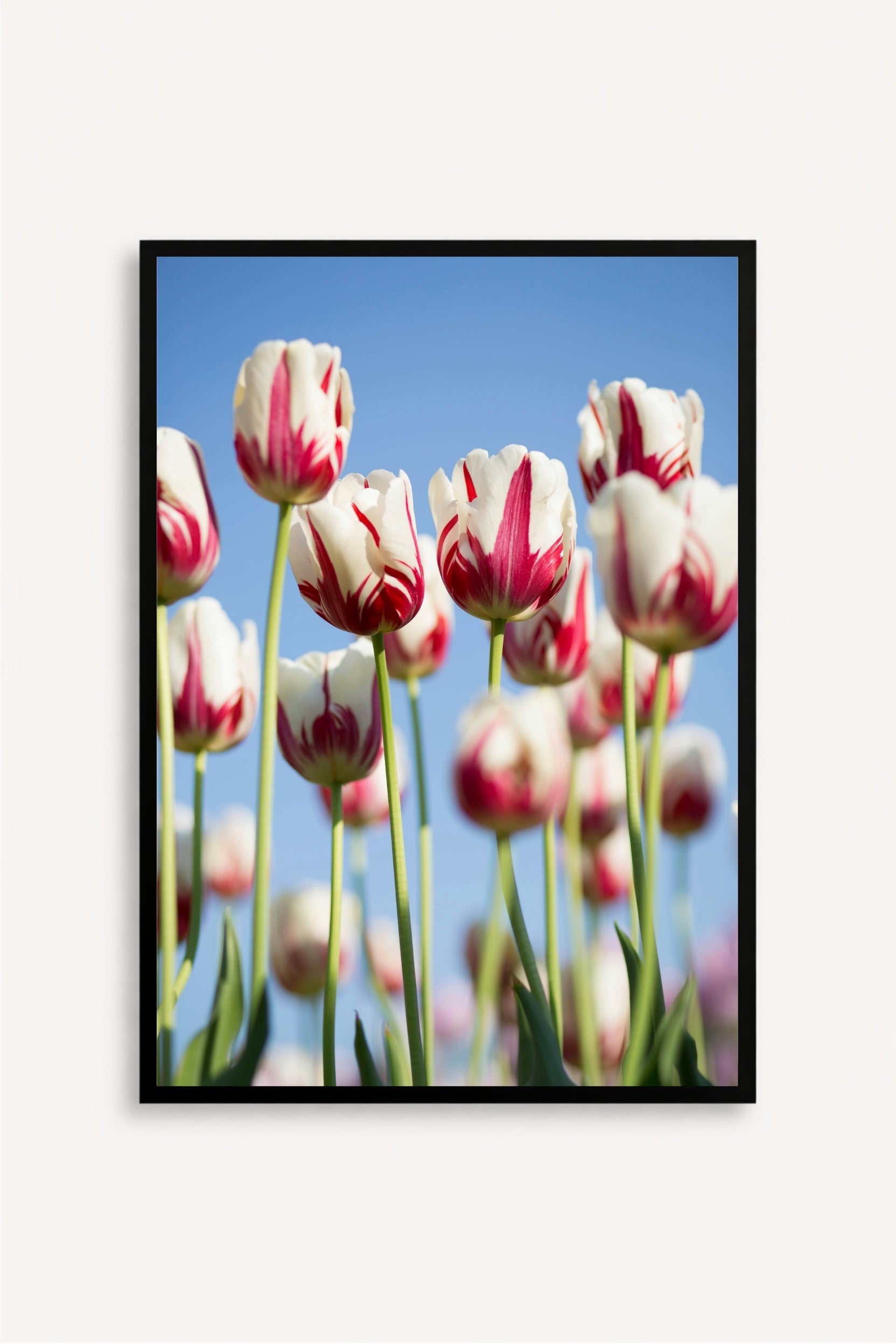 Tulipanes Bicolor