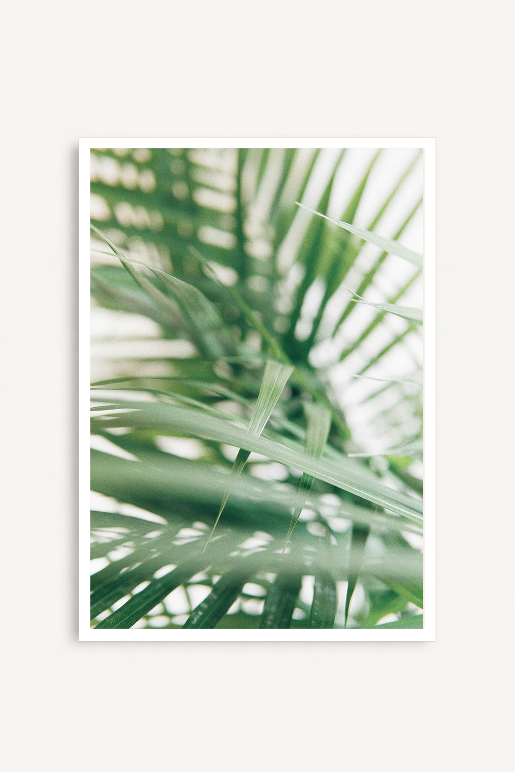 Palm