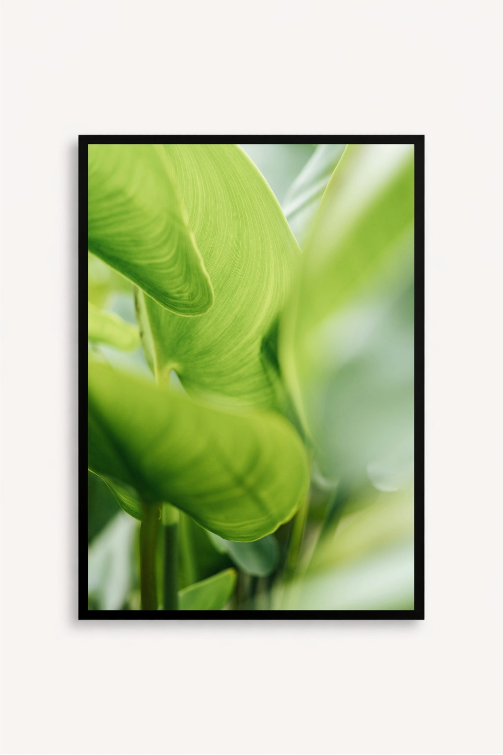 Calathea