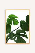 Esencia Tropical