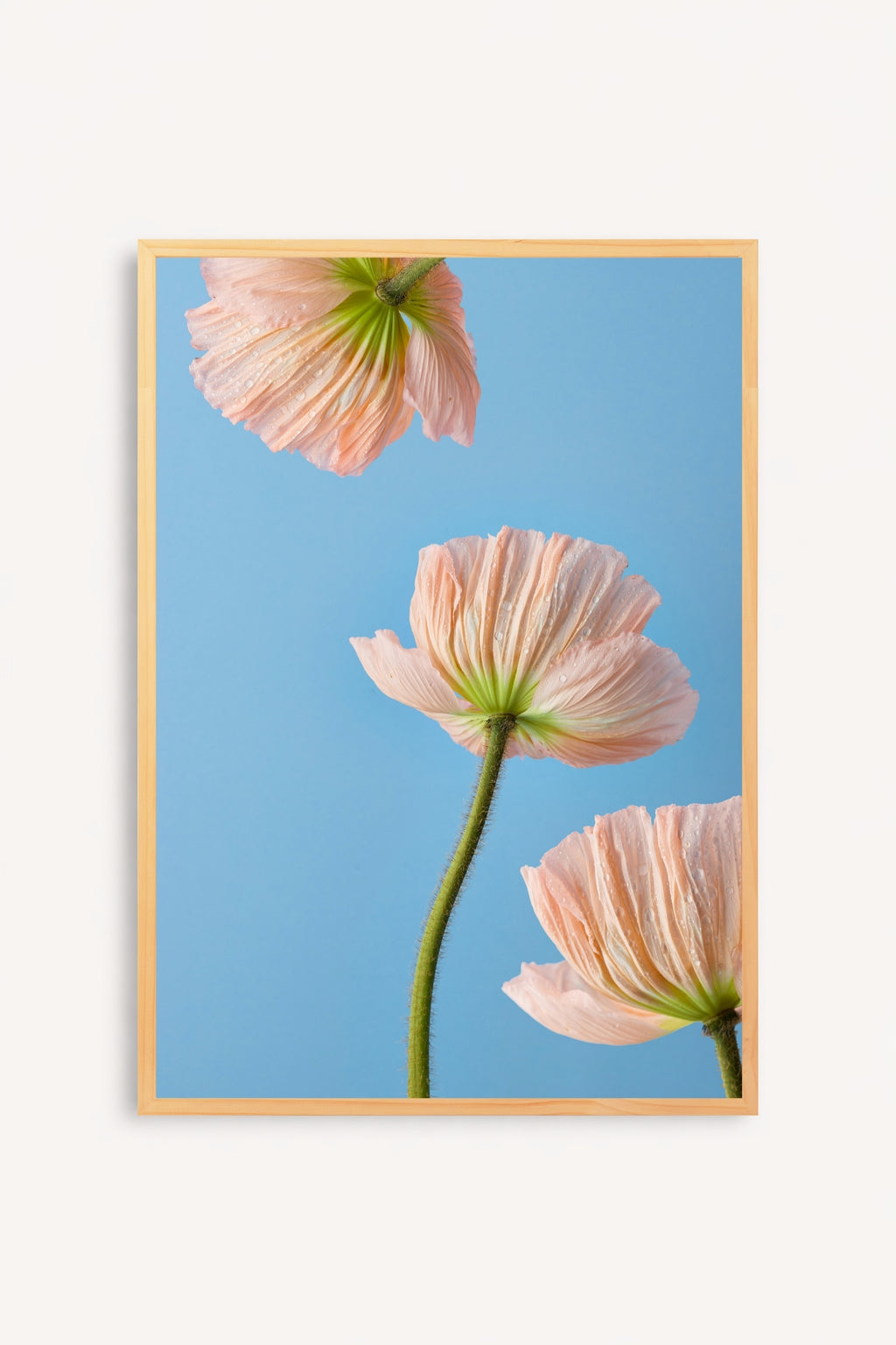 Esencia Floral