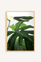 Hoja de Selva
