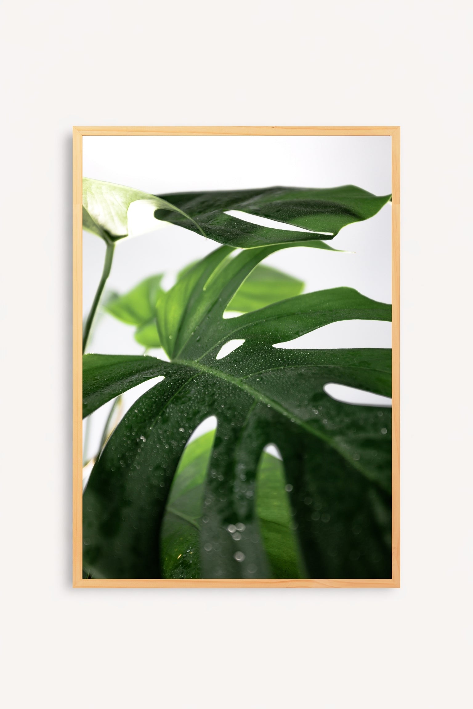 Hoja de Selva
