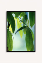 Cuadro Abanico Verde
