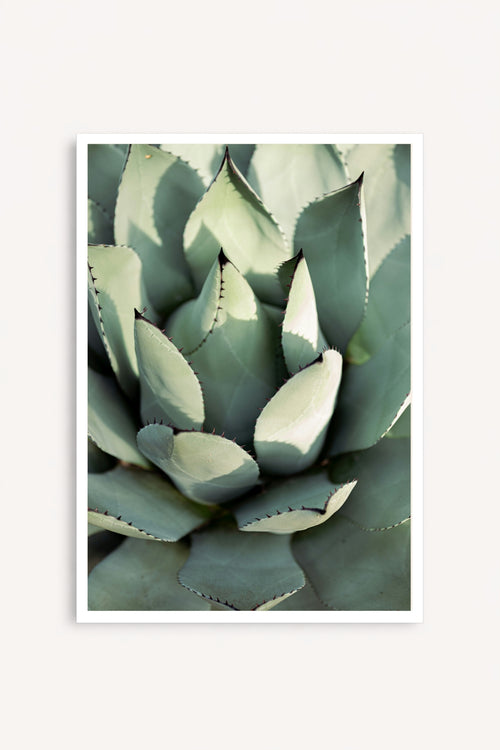 Agave