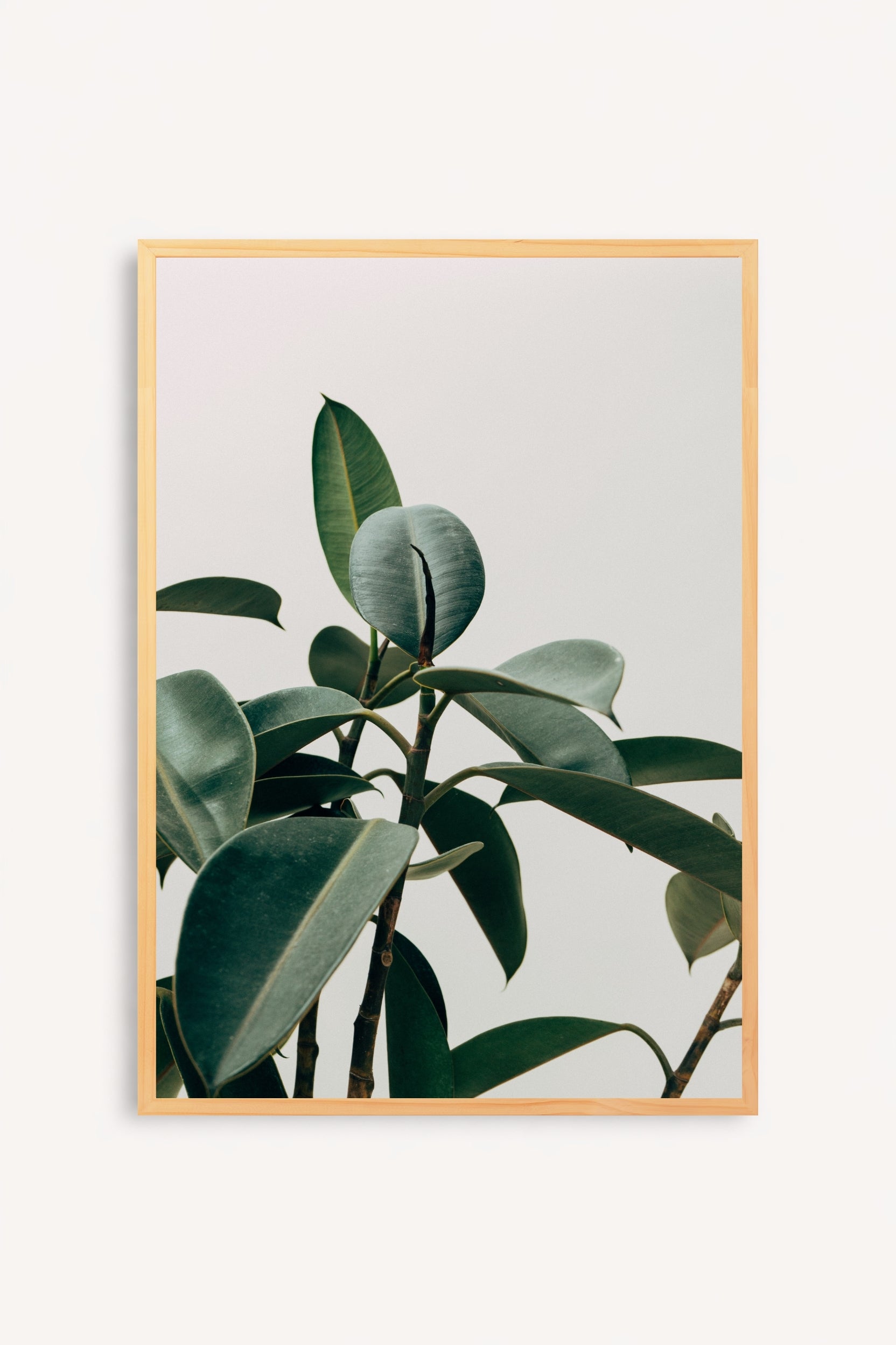 Silent Plant
