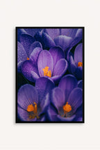 Flores Moradas