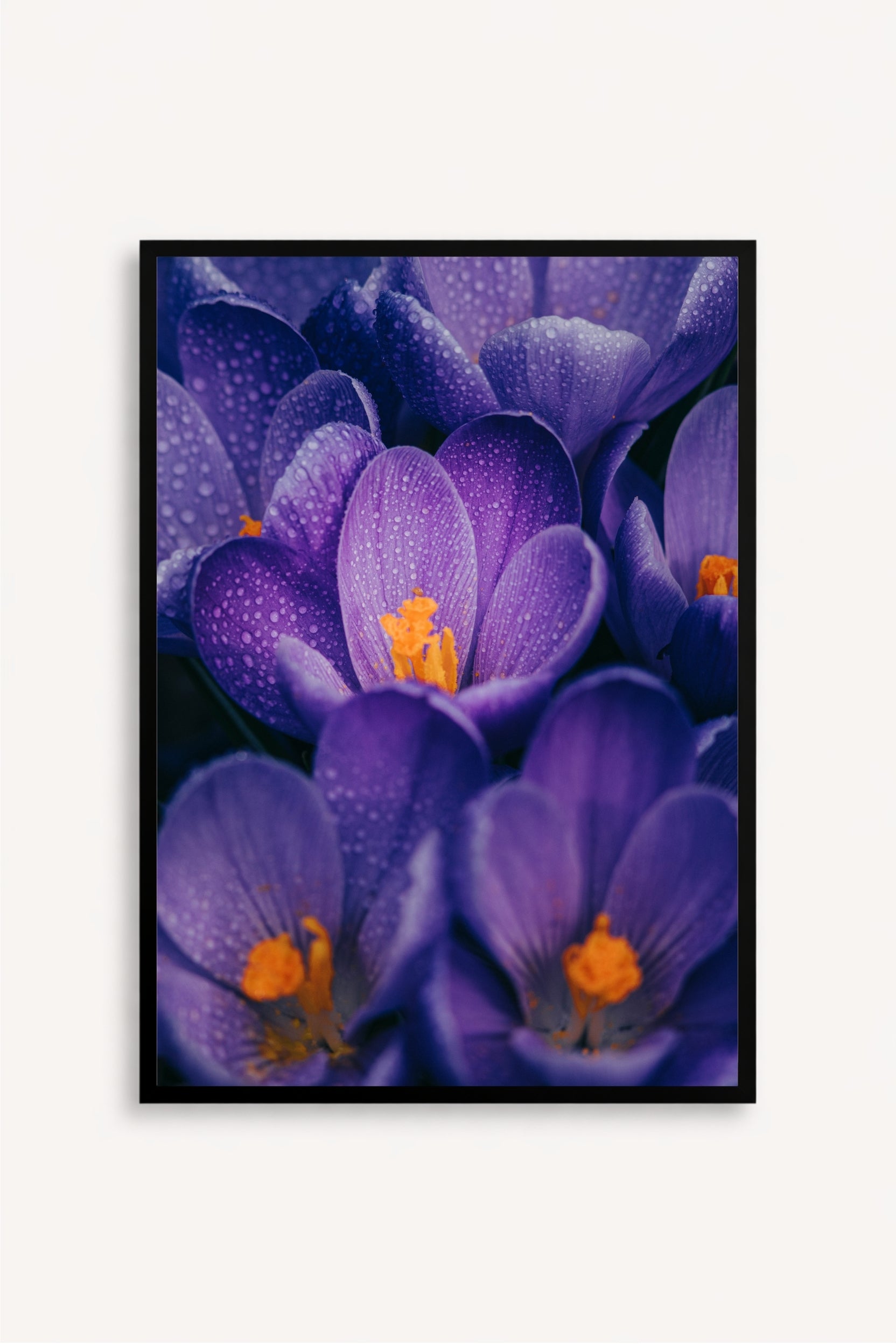 Flores Moradas