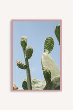 Opuntia