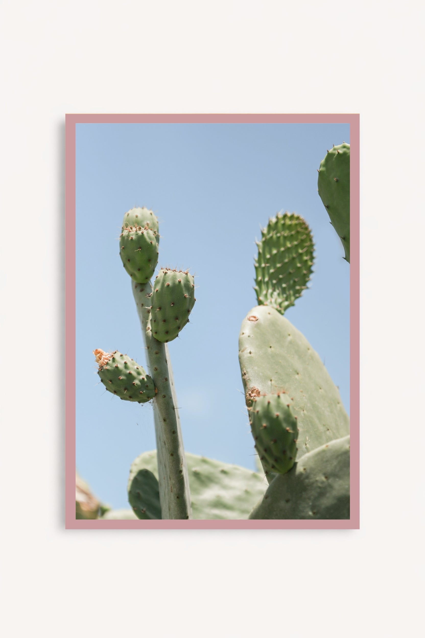 Opuntia