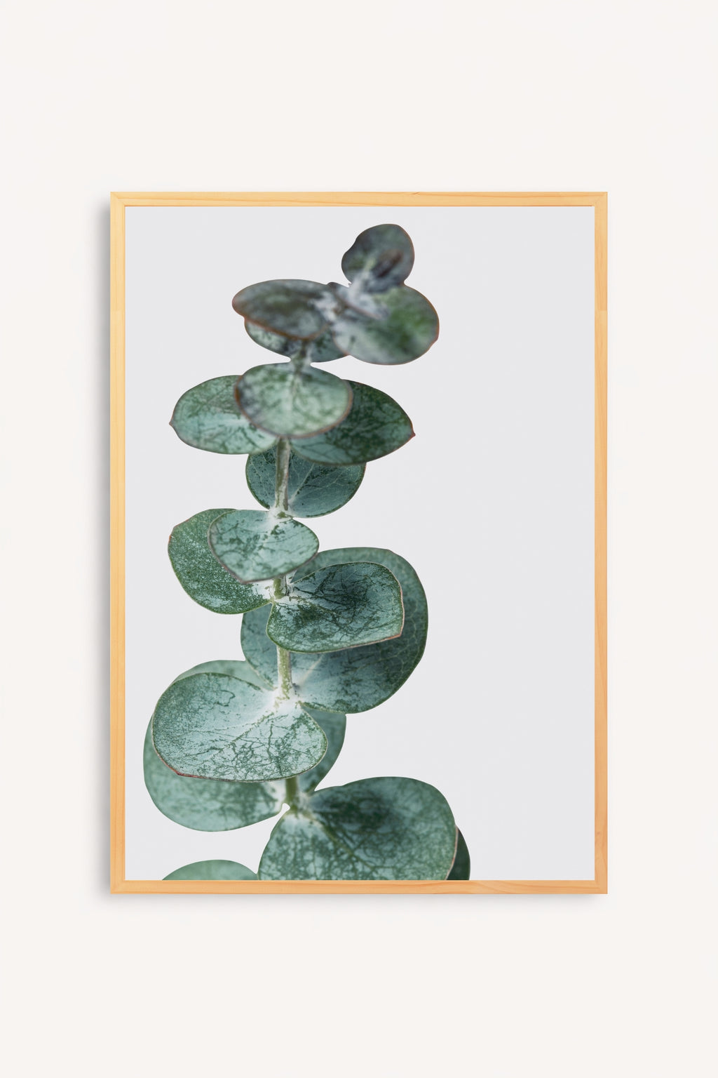 Eucalyptus Silver
