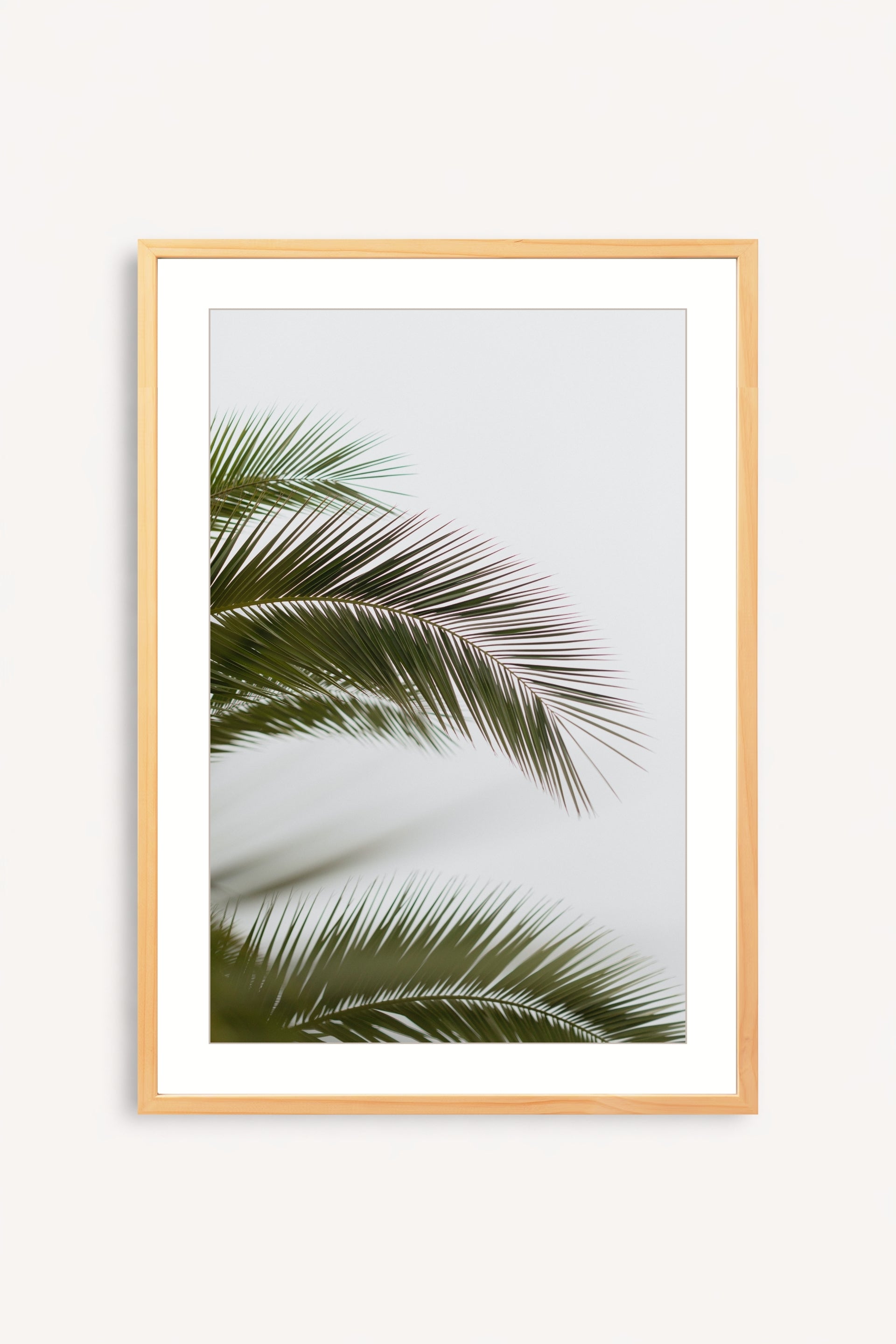Hojas de palmera