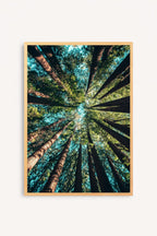 Bosque Contrapicado